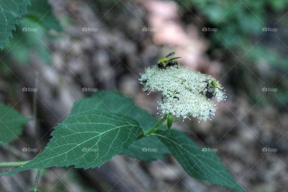 Bees on a flower