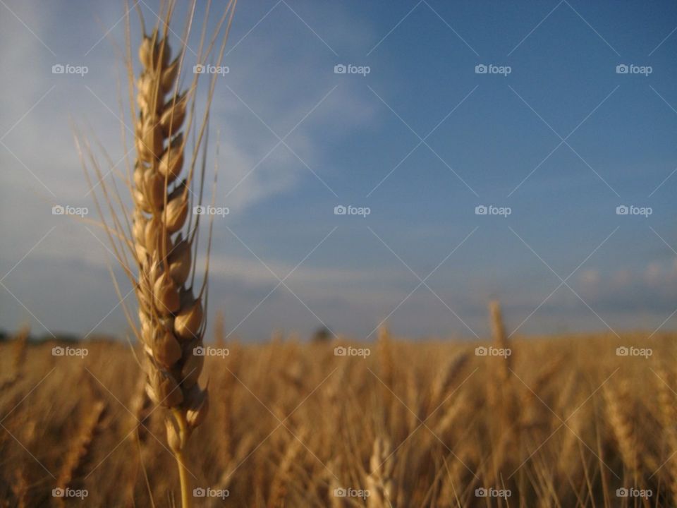 Wheat