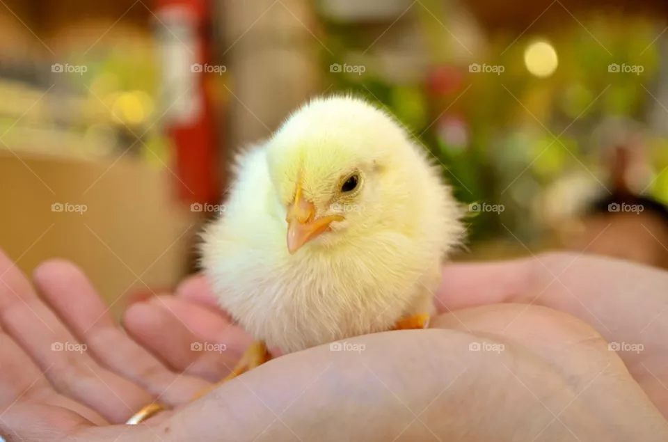 Baby Chic