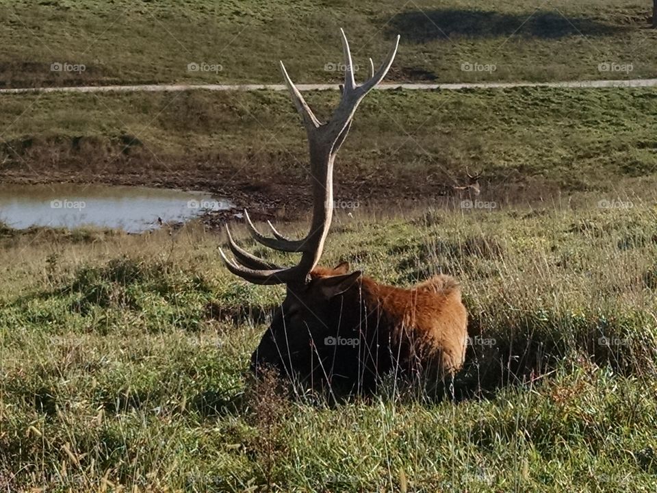 elk