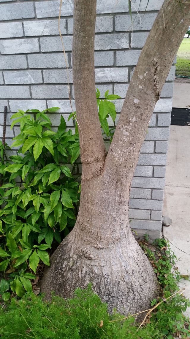 palm