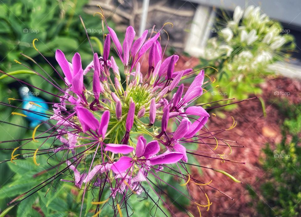 White and purple flowers in my garden