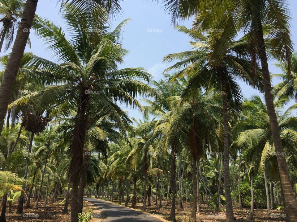 Coconut fields 

