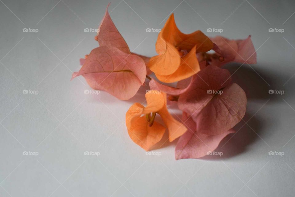 petals of the orange king