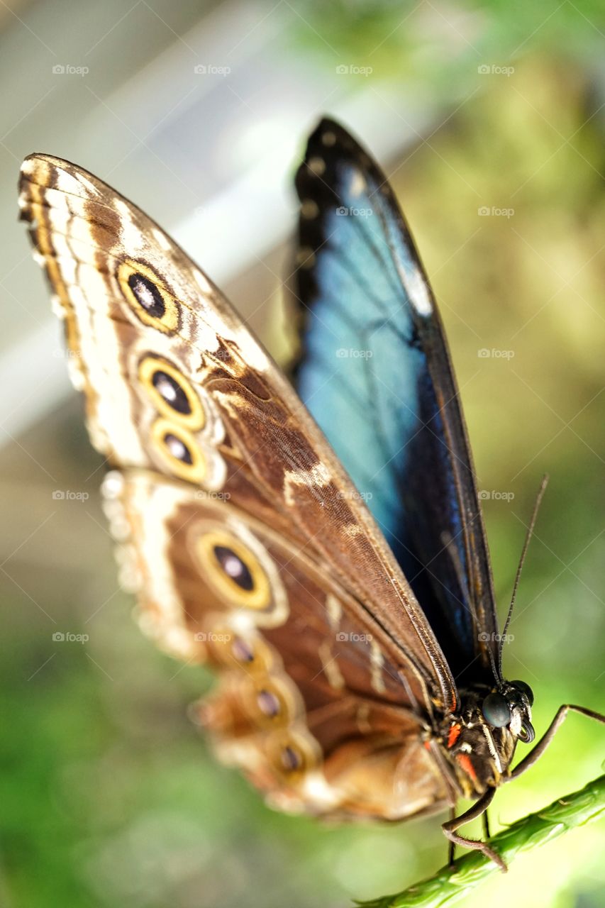 Blue Morpho Butterfly
