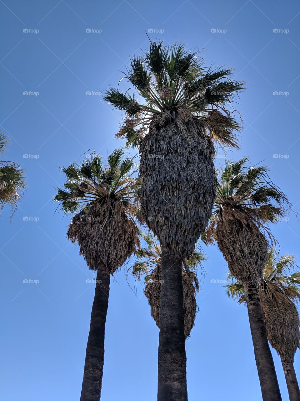 sunlight seeping through the palm trees