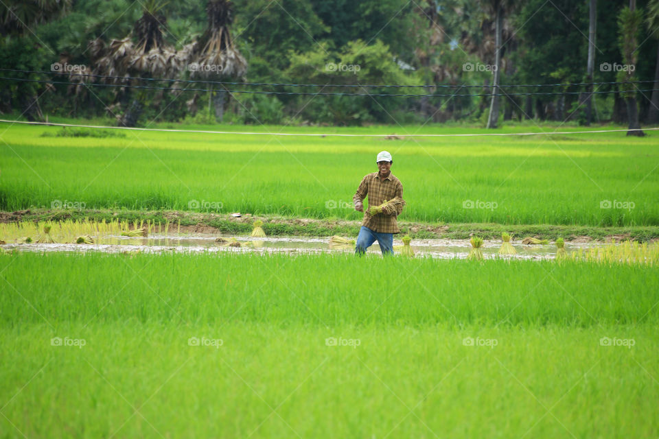 A man is doing rice paddy. When I across pursat province on the right of my hand there were many rice paddy at the same time there is a man there.
