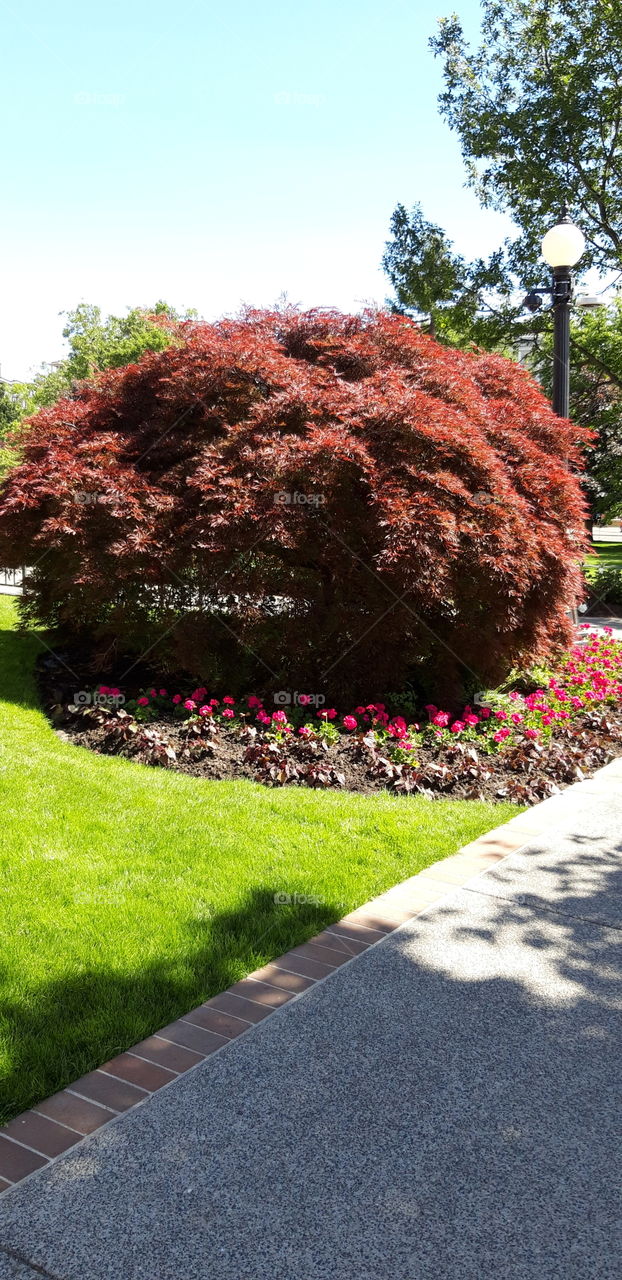 erable du japon a Victoria