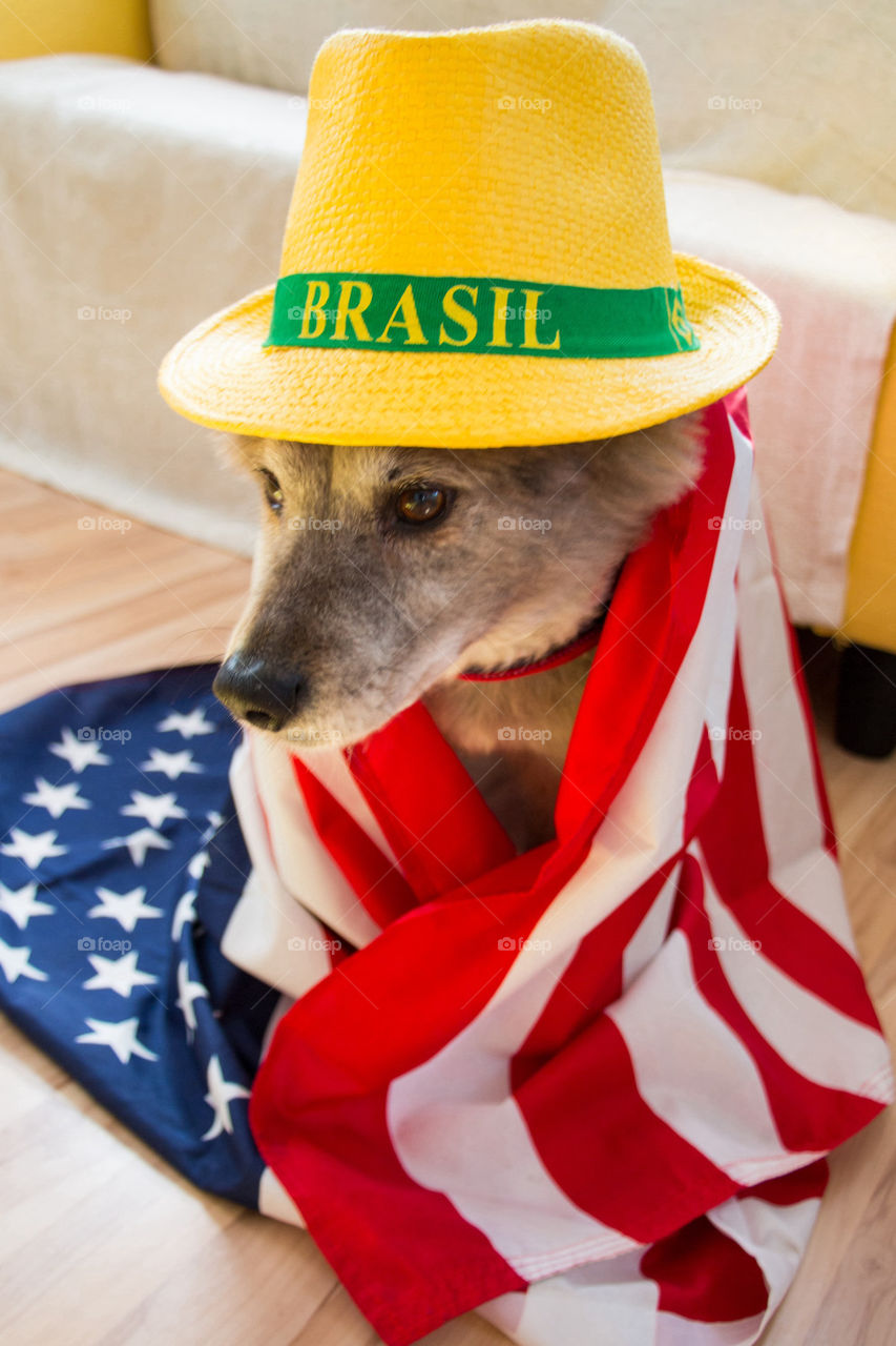 World Cup dog 