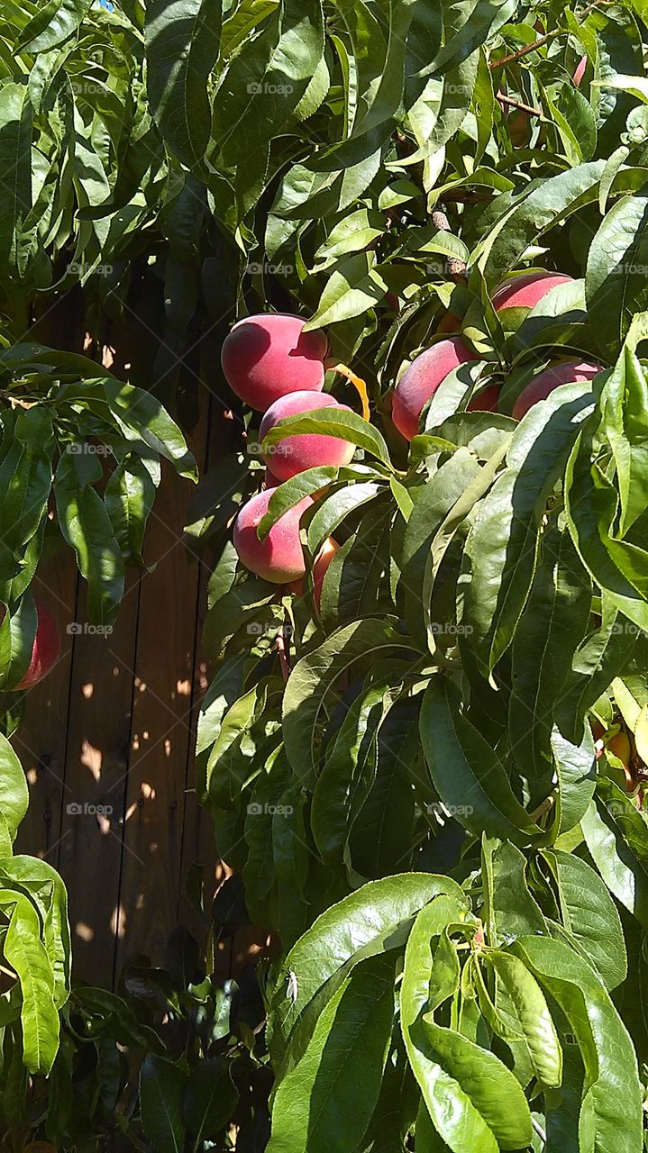 Peachtree. Out for a walk