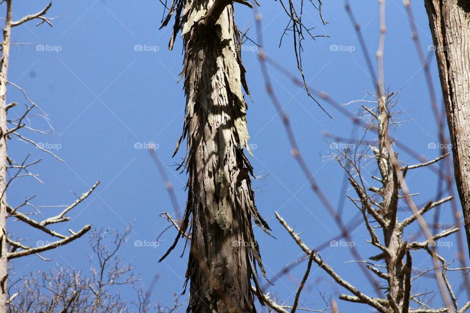 shaggy bark