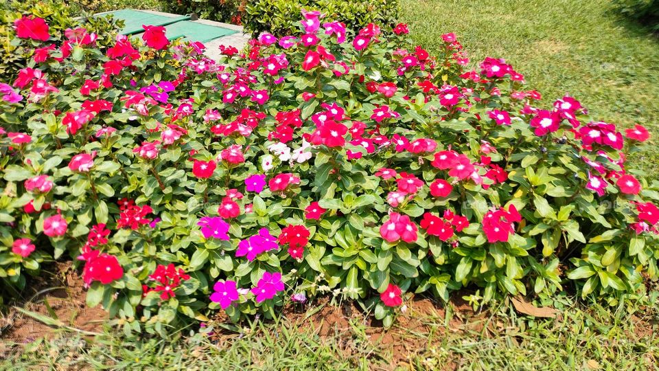 Amazing Flowers, Portrait of Plants