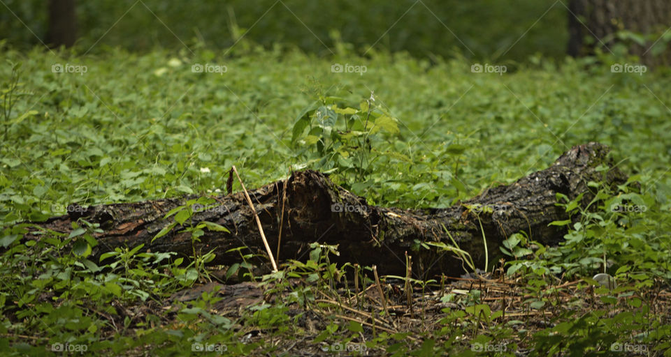 a log on the grass