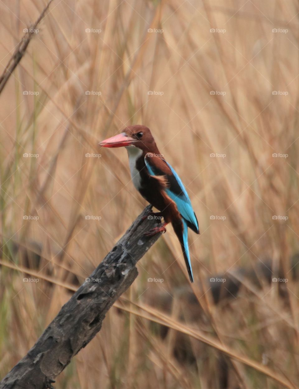 Kingfisher one of the most beautiful birds