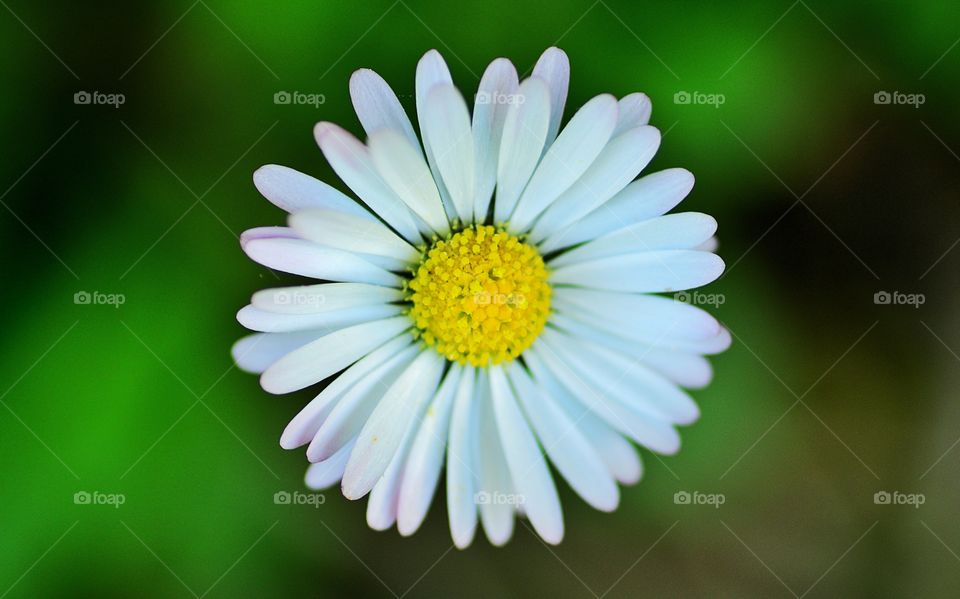 Extreme close-up of daisy flower