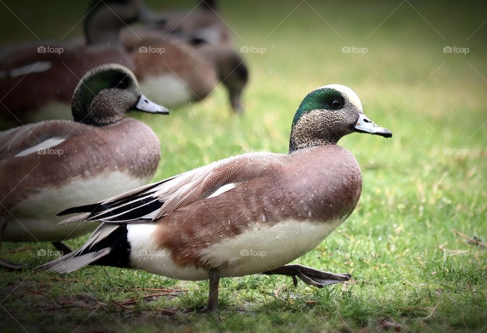 A flock of American Wigeons stroll through Point Defiance Park in Tacoma Washington on a rainy Spring day