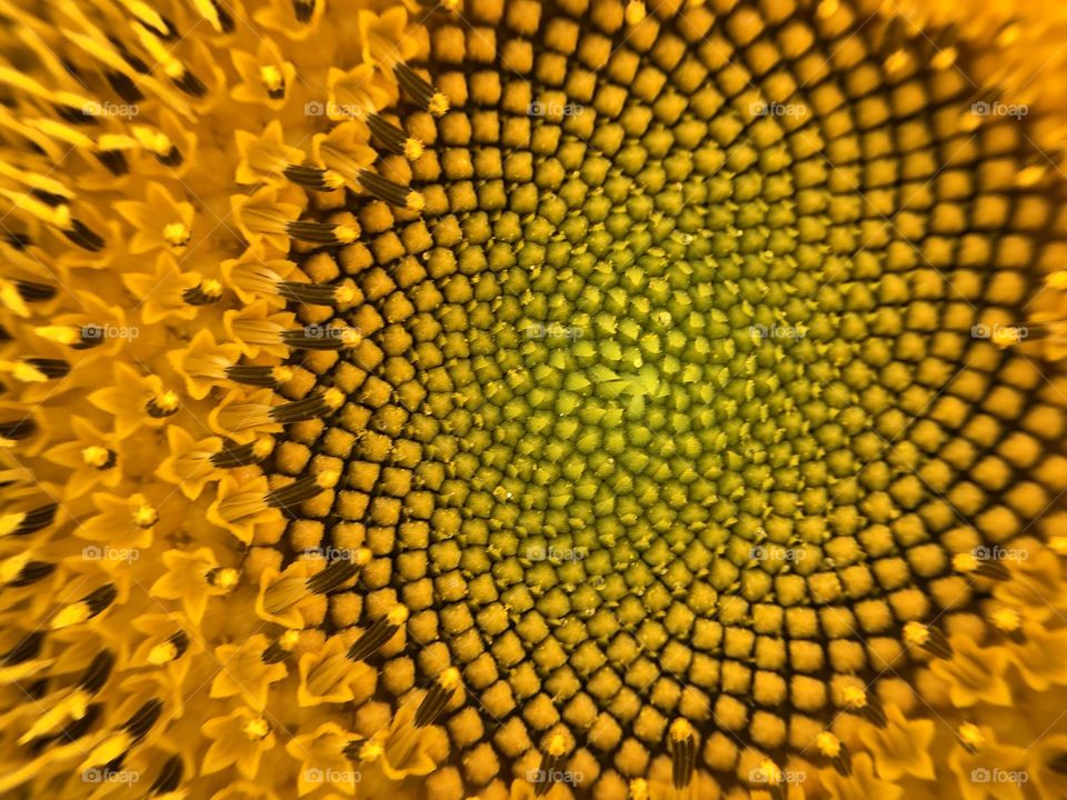 A closeup in a sunflower. It is amazing the amount of details and geometry this flower have. So tiny details, so great beauty...