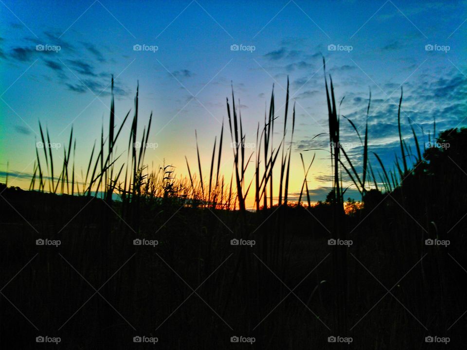 Cattails in the golden hour. Lakeside cattails illuminated by sunrise during the golden hour of morning