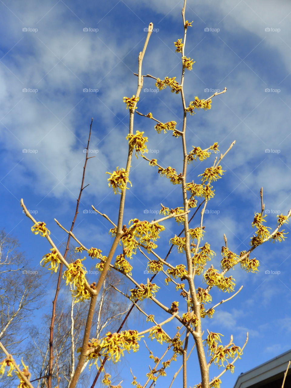 Which hazel flowers