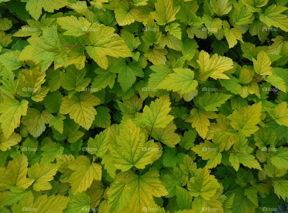 Leaf, No Person, Flora, Nature, Garden