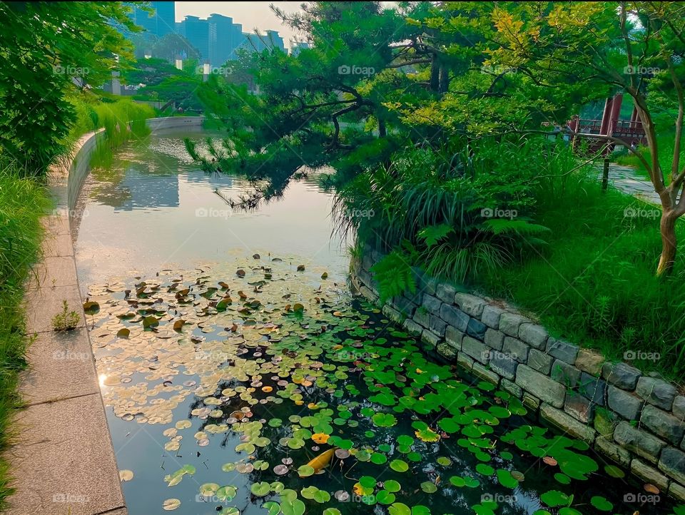 free side river in soul