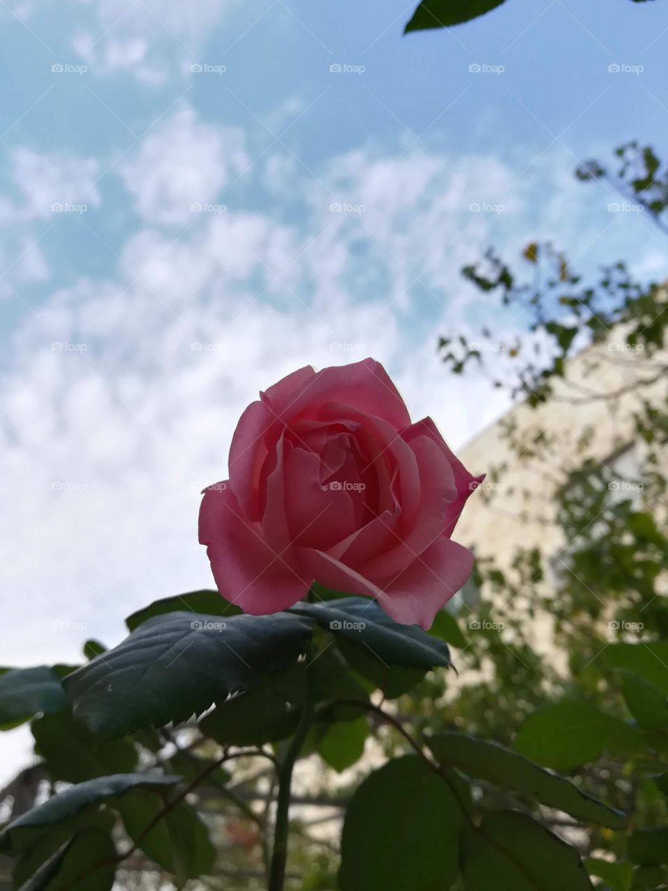 rose