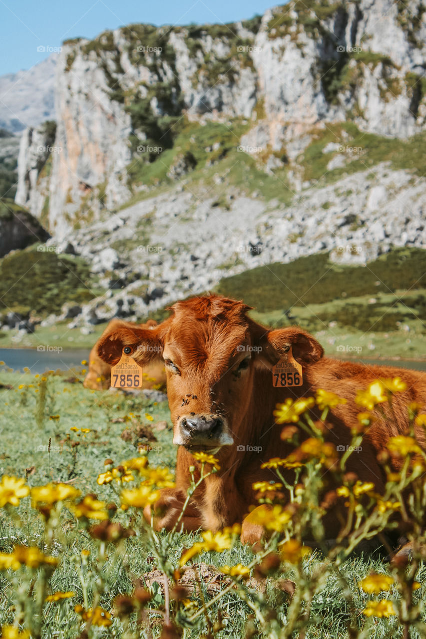 cows in Asturias