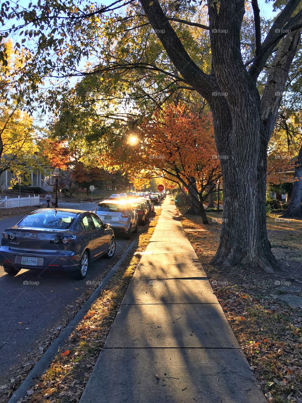 Sidewalk fall view