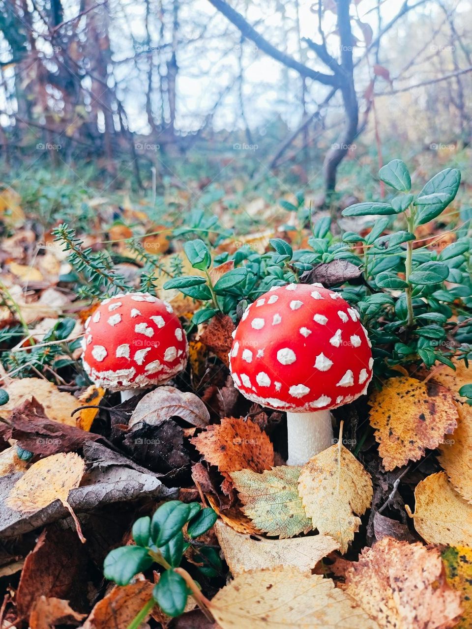 amanita