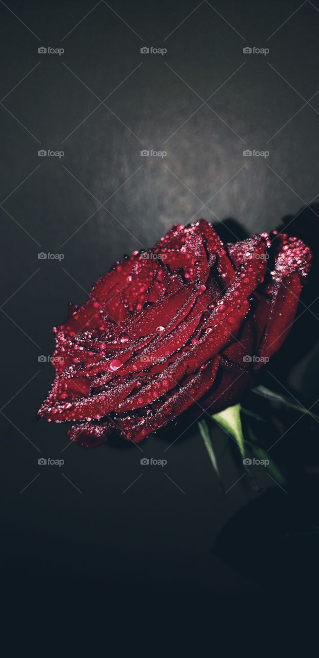 dark red rose on plain background