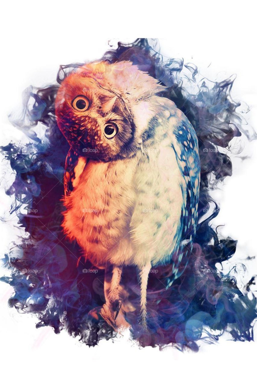 _Funny reaction of bird_Recreation_