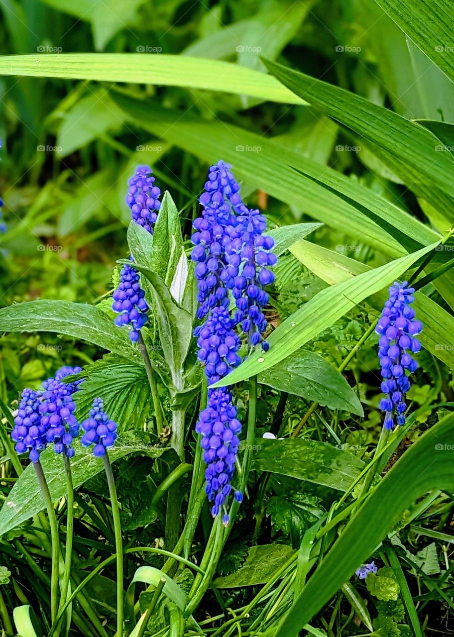 Spring flowers