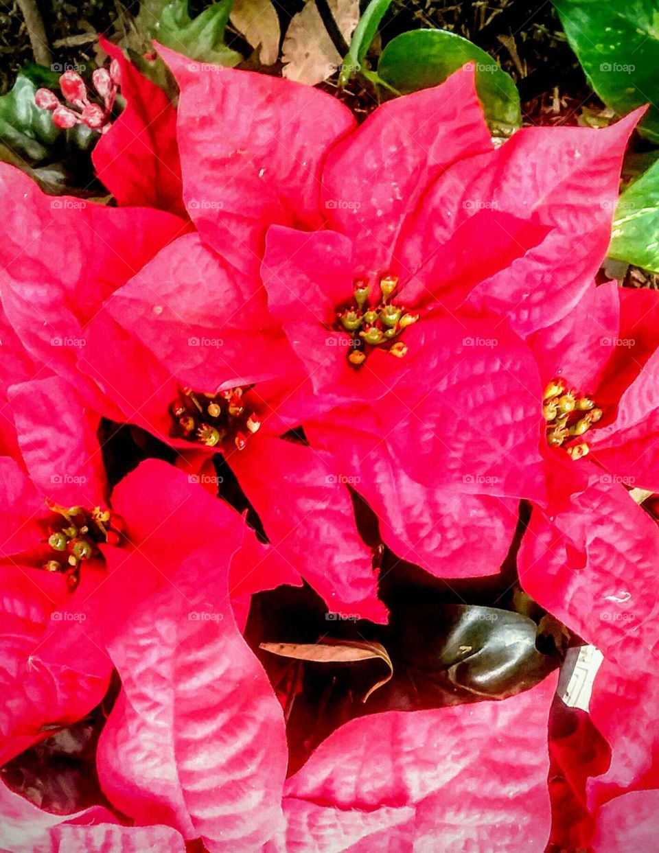 Close-up of Poinsettias (Red)