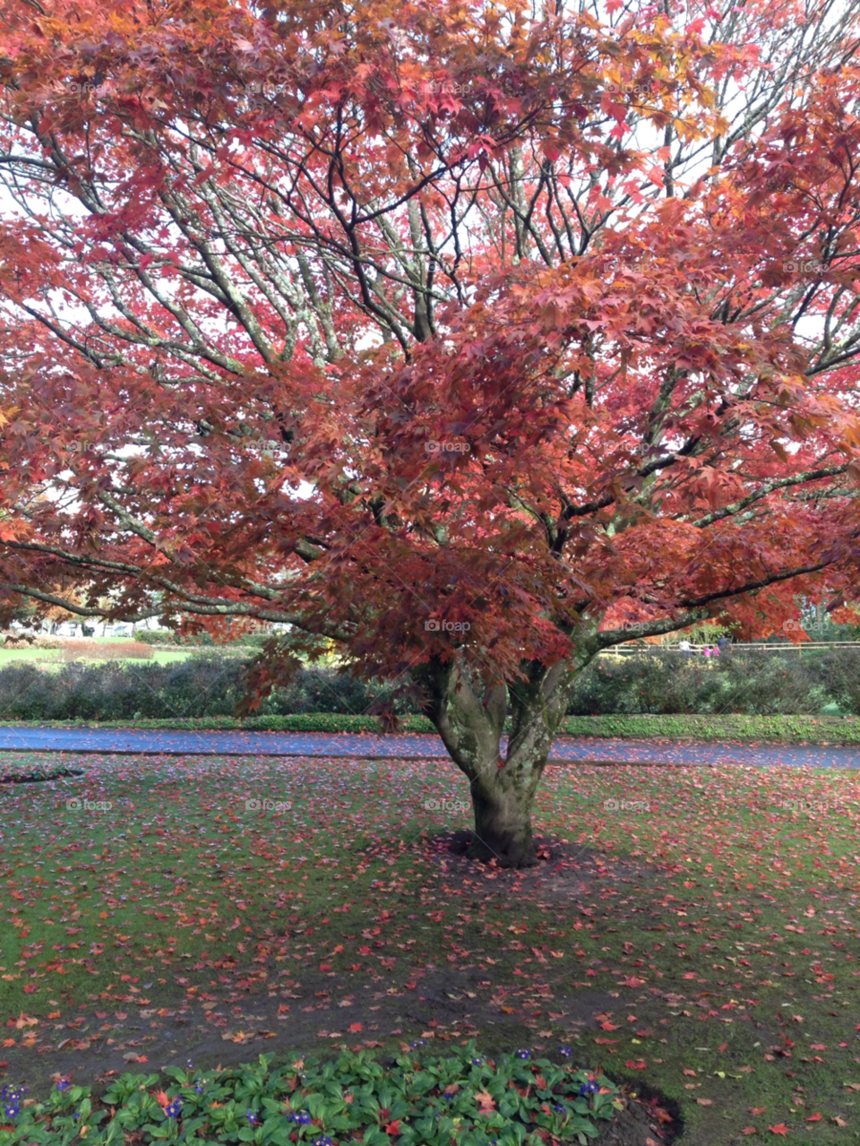 autumn colour by Ellis