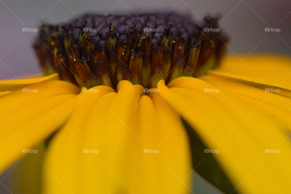 Sunflower close up