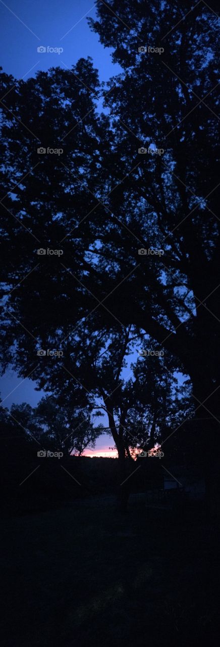 No Person, Tree, Silhouette, Outdoors, Landscape
