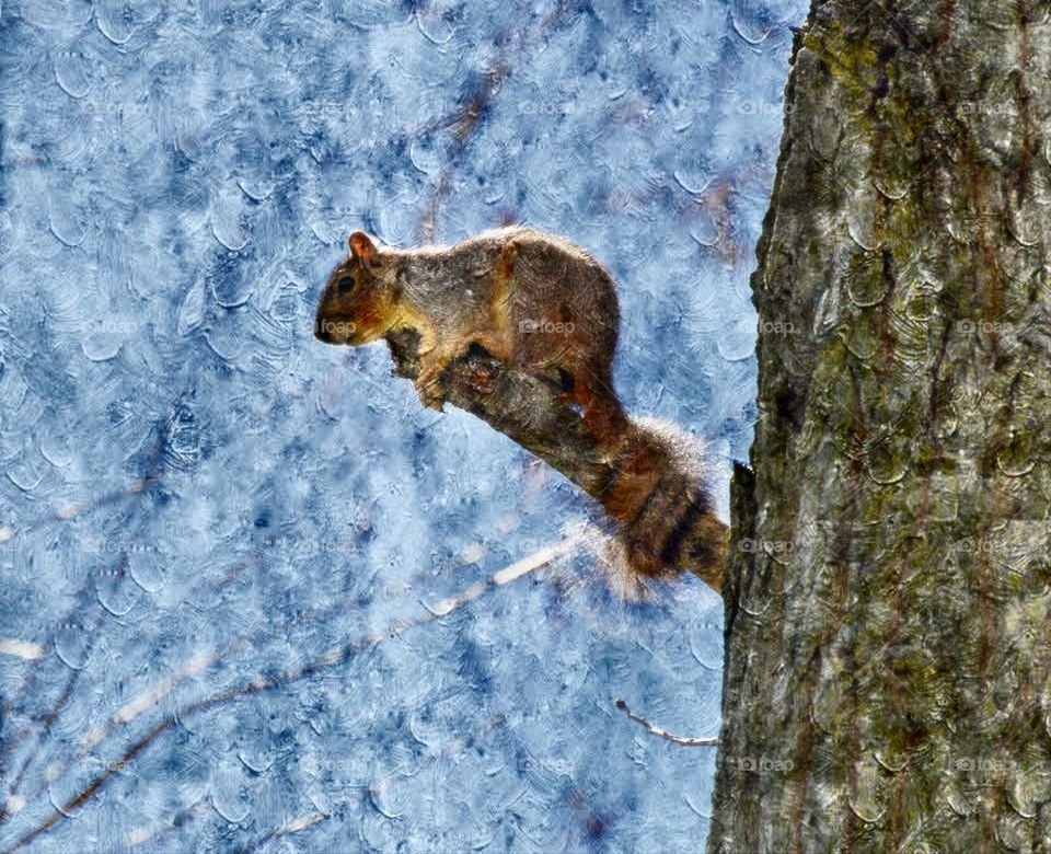 A squirrel in a  tree
