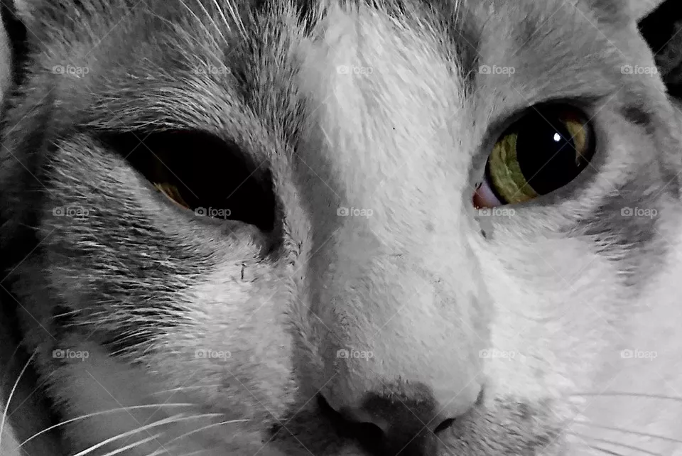 cat eyes