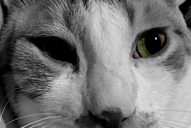 cat eyes