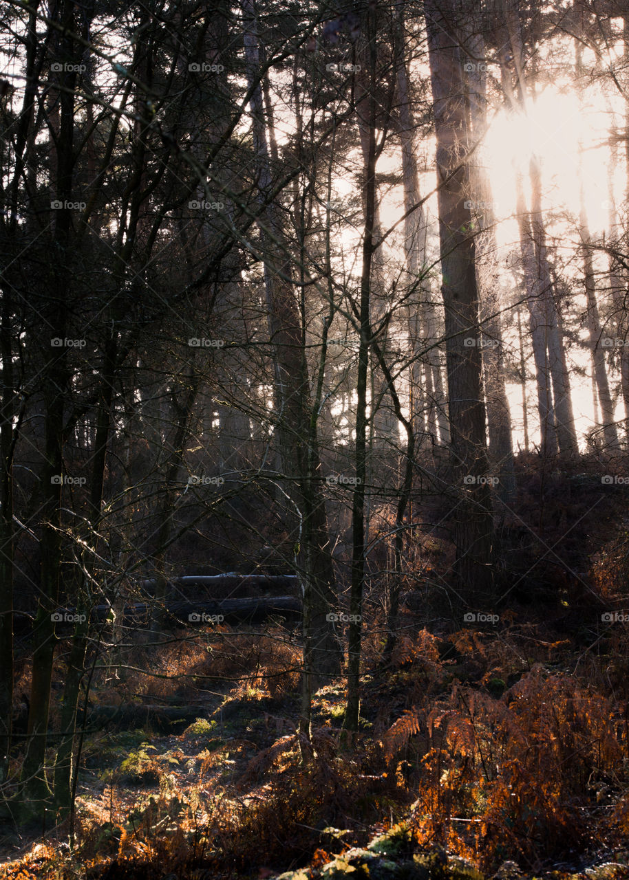 A winter shot amongst a beautiful woods. No bird songs could be heard, apparently common in those woods.