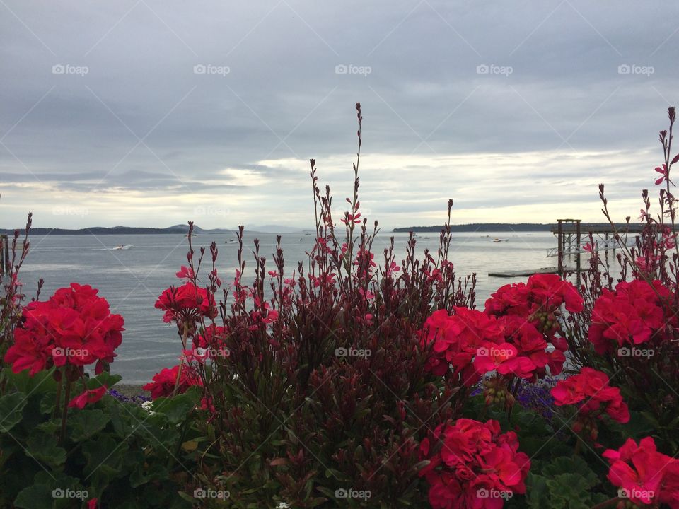 Red flowers near the sea