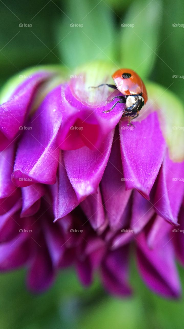 Hitch Hiker. A friend bought me this lovely Dahlia and a lil ladybird popped out to say hello ... It had hitched a ride ...