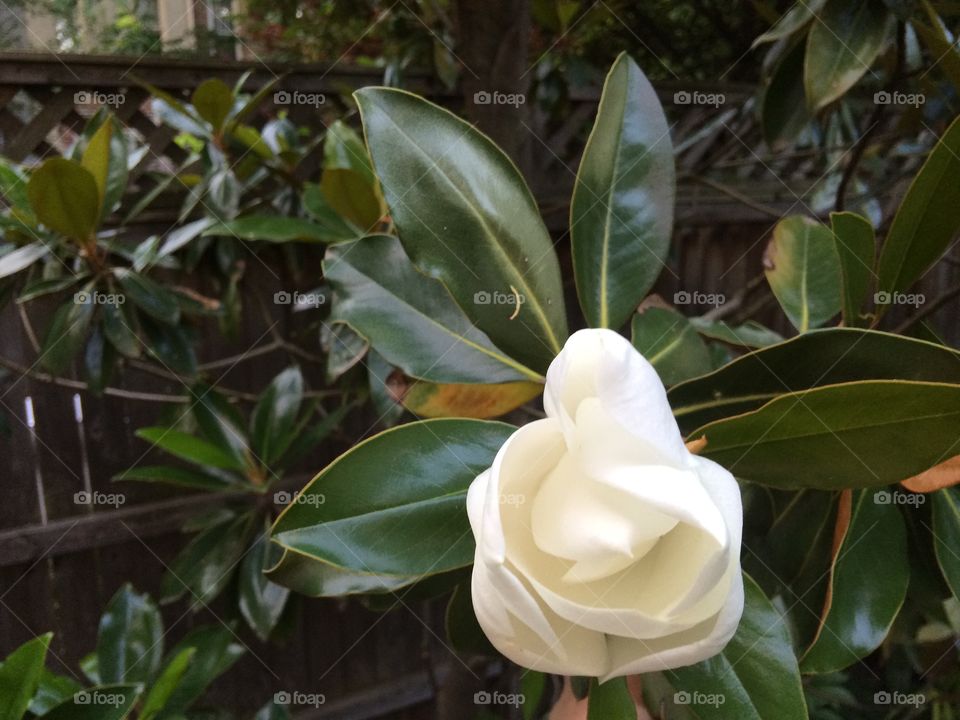 Southern Magnolia in bloom