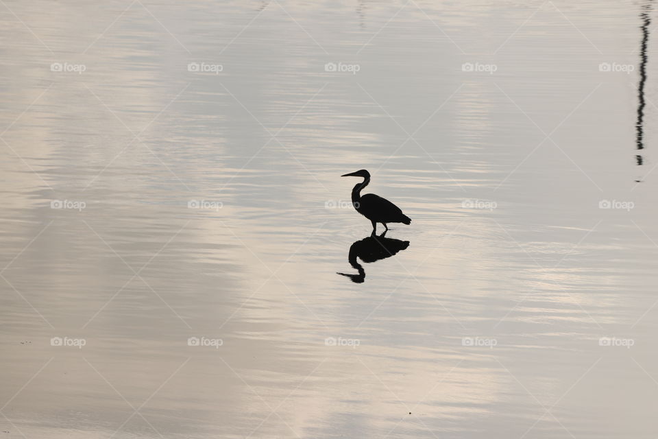 Heron reflecting in the ocean 