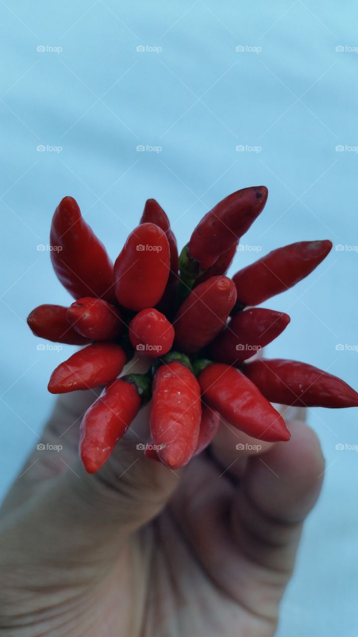 chilli