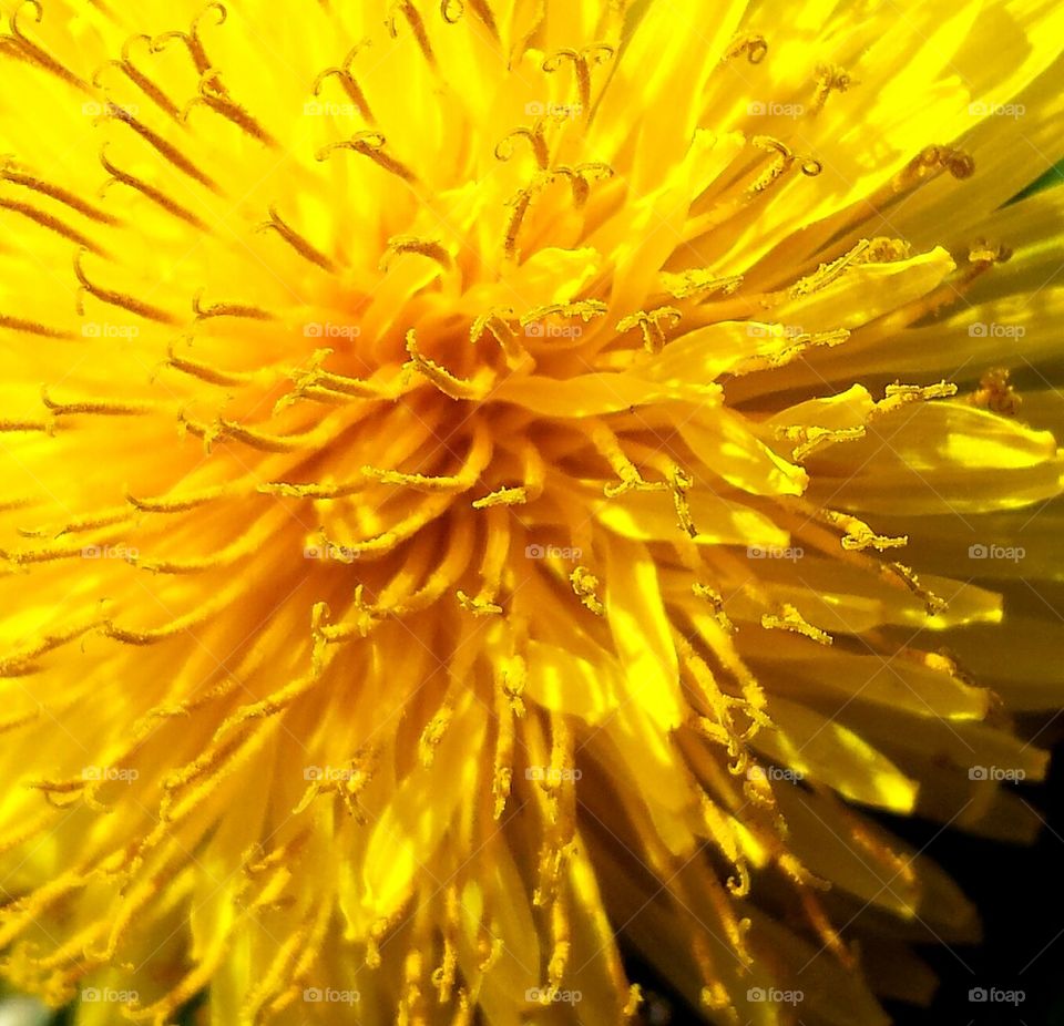 dandelion flower closeup