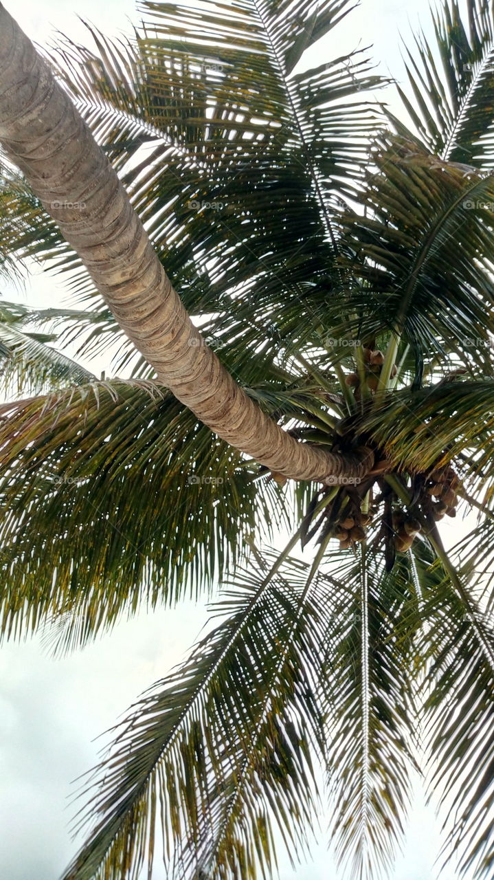 tallest coconut tree