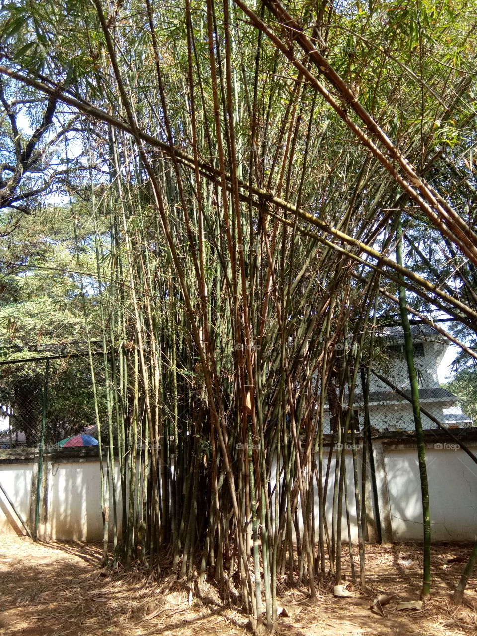 Bamboo