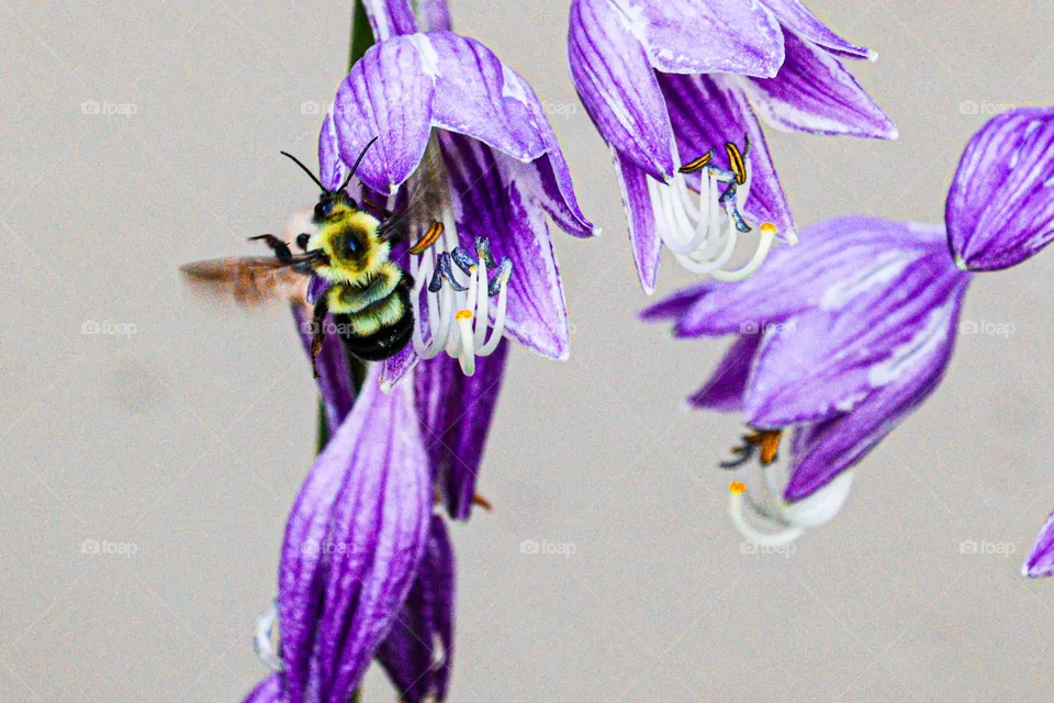 bee on a flower