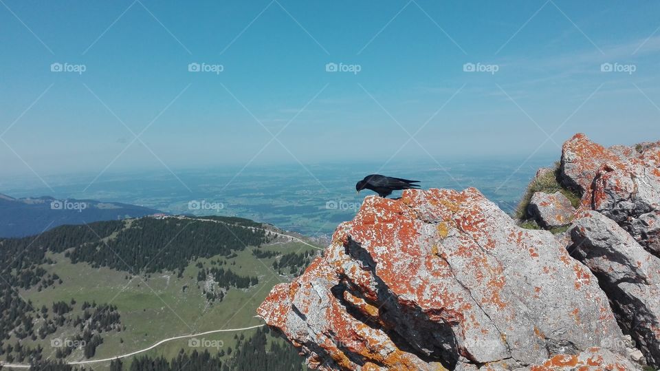 This little bird is looking down the mountain. He is enjoying the view this amazing day. Even for a bird this is a really high position.